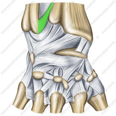 Distal radio-ulnar joint (art. radioulnaris distalis) - back surface